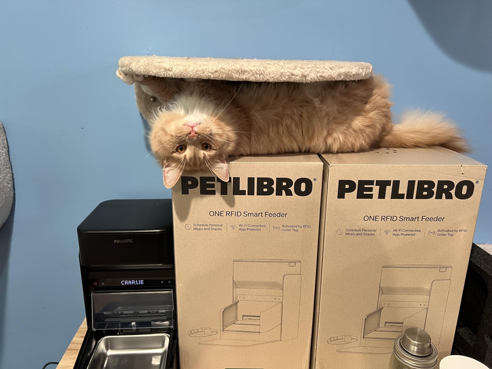 PETLIBRO RFID Cat Feeders for 2 Cats, Collar Sensor for Personalized Meals, Cats Recognition, Diet Tracking and Anti-Stealing for Multi-Pets Homes and Different Diets, Automatic Pet Feeder (Pack of 2) customer photo 2