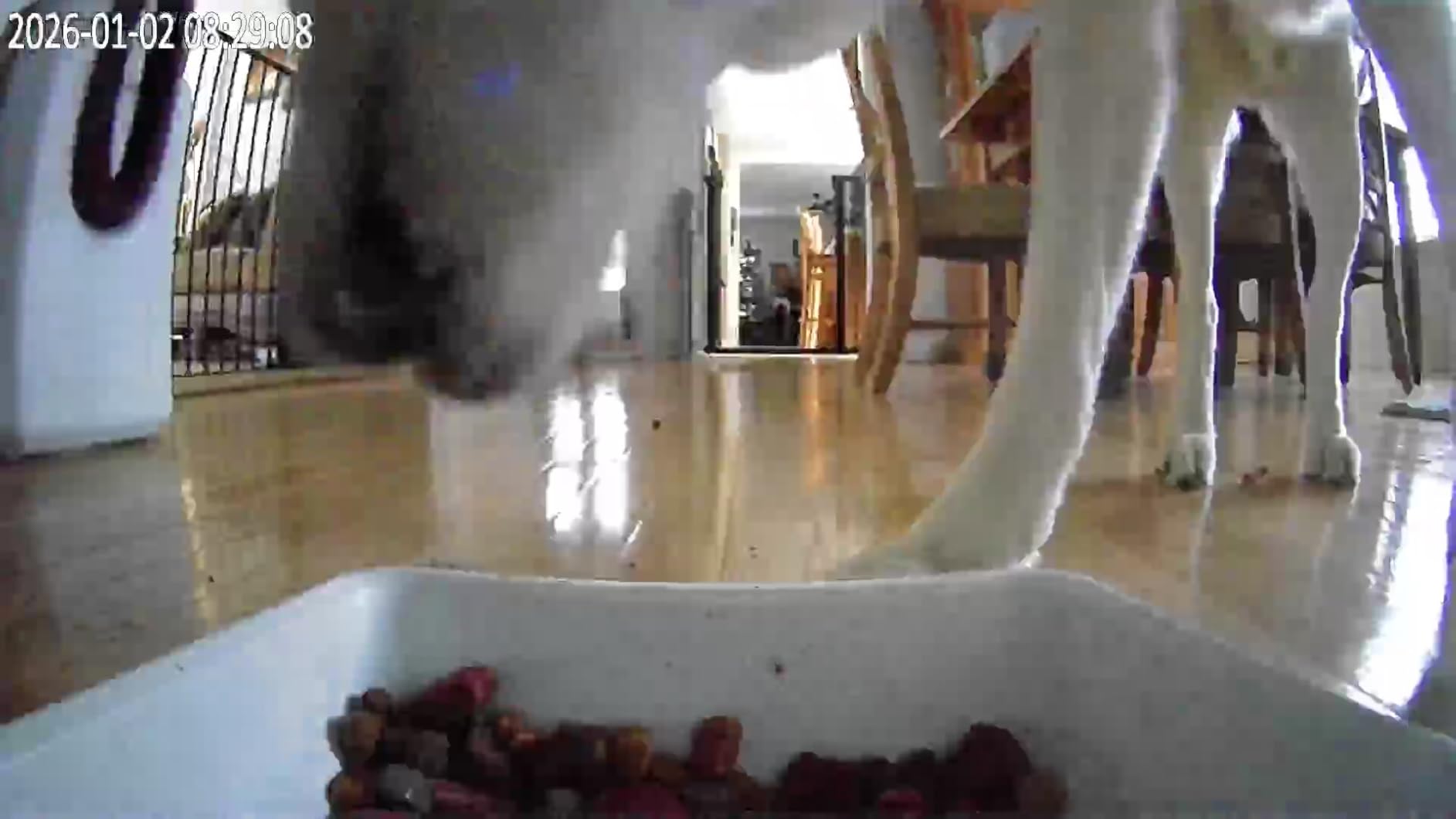 Large Dog Automatic Feeder: 12L/50 Cups Food Capacity, HD 1080P Camera customer photo 1