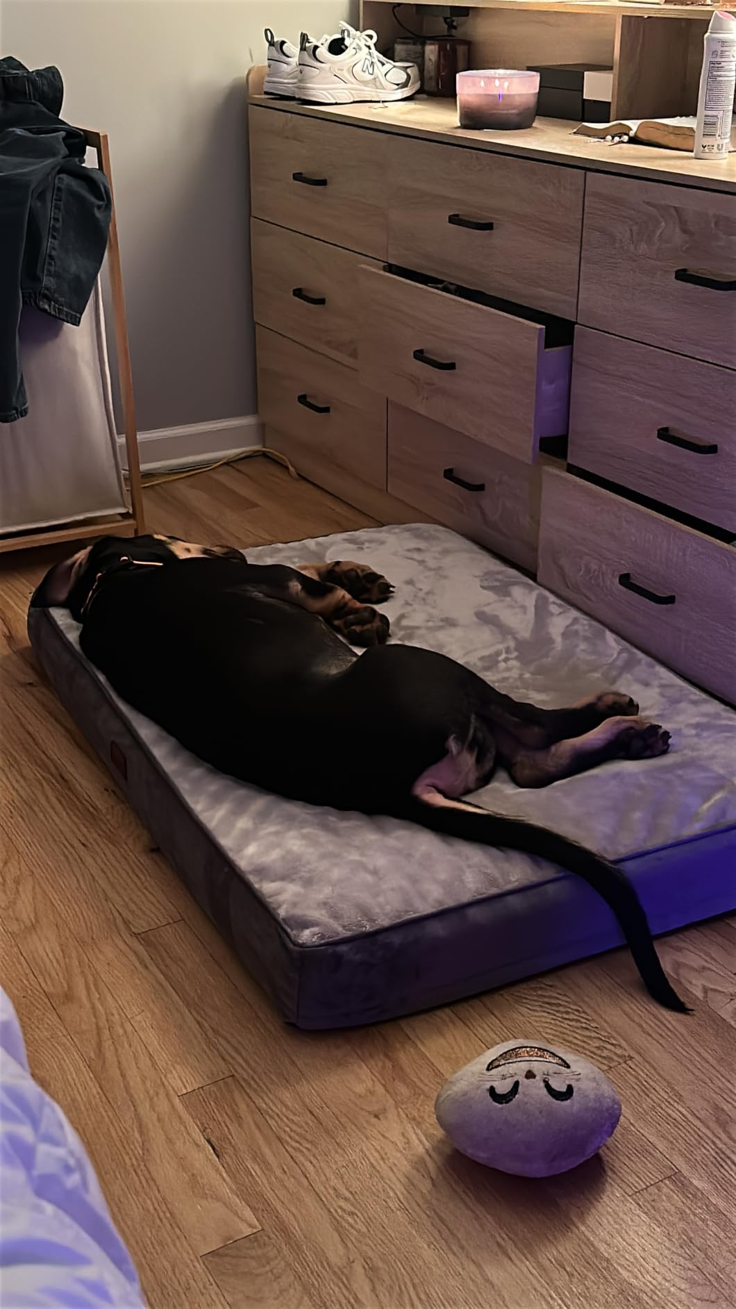 OhGeni Orthopedic Large Dog Bed, Reversible Memory Foam, 41 inch-XL(Gray) customer photo 1