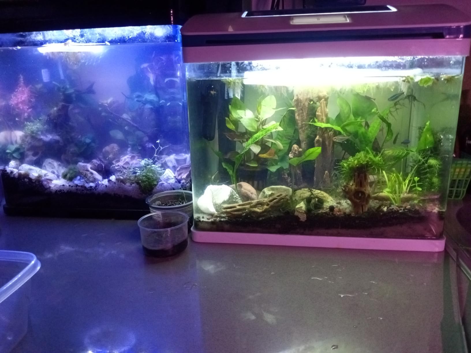 10 Gallon Fish Tank, Betta Fish Tank Smart Aquarium Kit 100% Glass Material | Starter Kit Self Cleaning with 3 Types of LED Lights & Filter Water Pump Water Temperature Detection Ultra Quiet Gift for Kid customer photo 1
