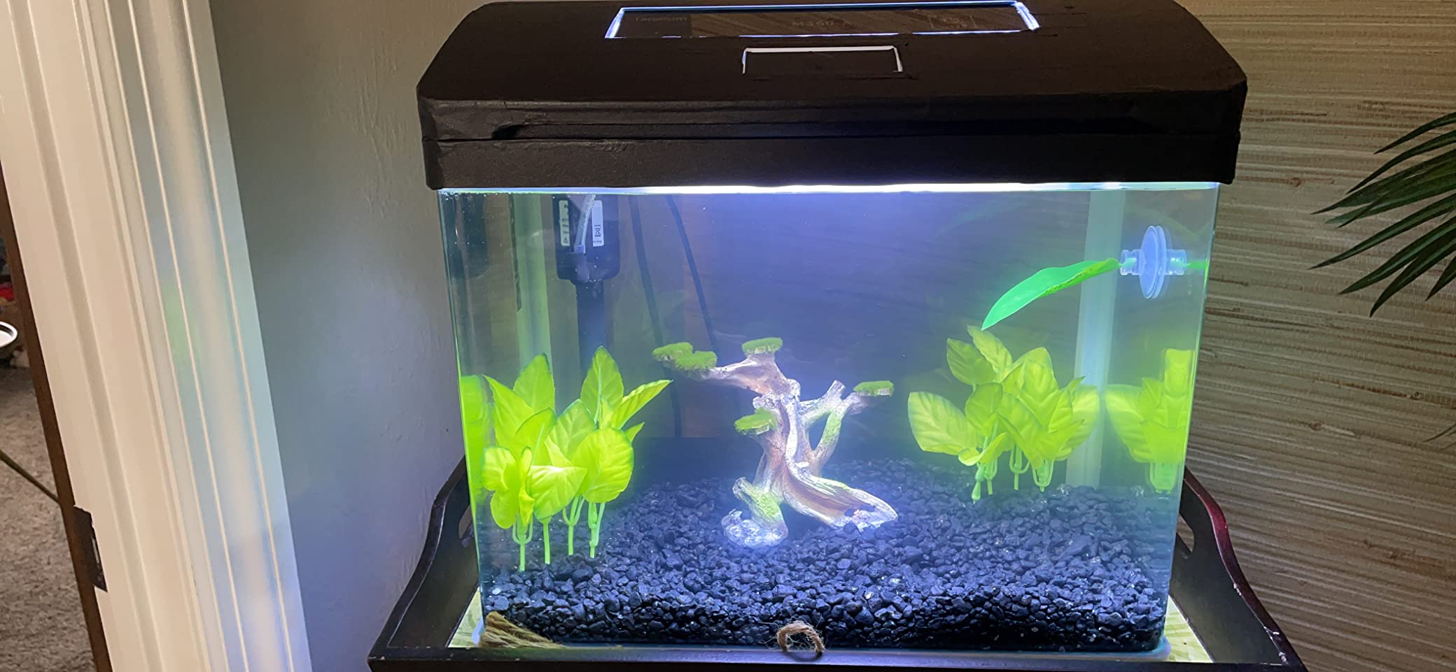 10 Gallon Fish Tank, Betta Fish Tank Smart Aquarium Kit 100% Glass Material | Starter Kit Self Cleaning with 3 Types of LED Lights & Filter Water Pump Water Temperature Detection Ultra Quiet Gift for Kid customer photo 2