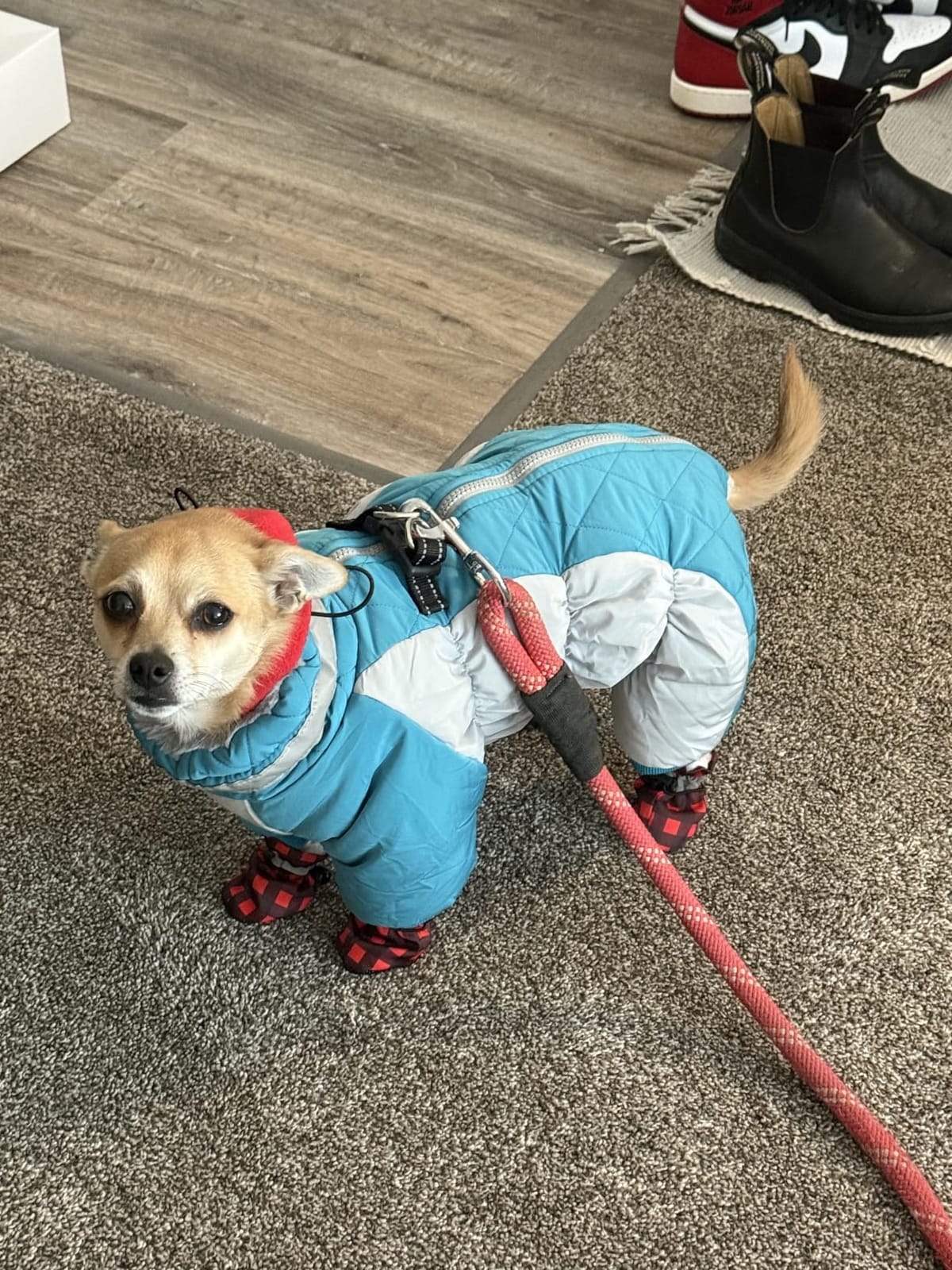 AOFITEE Full Body Dog Coat Waterproof Dog Winter Jacket for Extra Large Dog customer photo 1