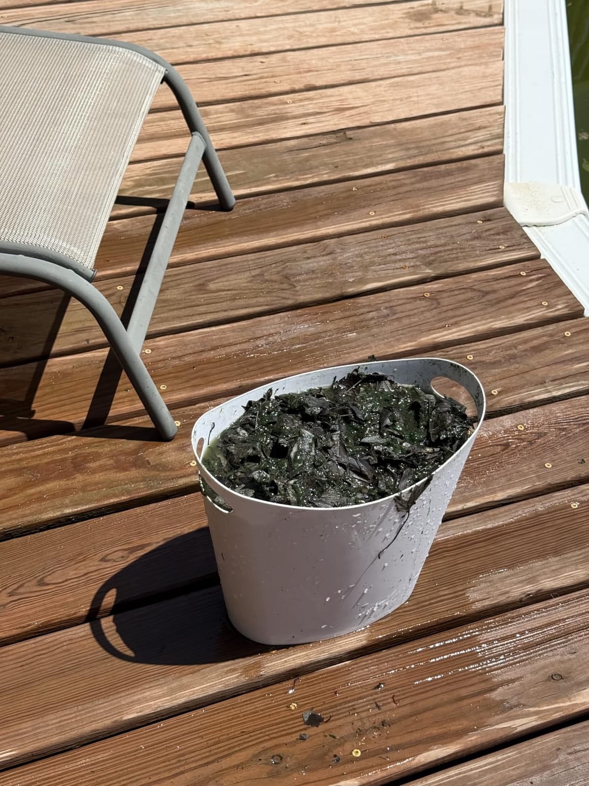 Poolmaster 28300 Big Sucker Manual Swimming Pool Leaf Vacuum Head, Blue customer photo 2