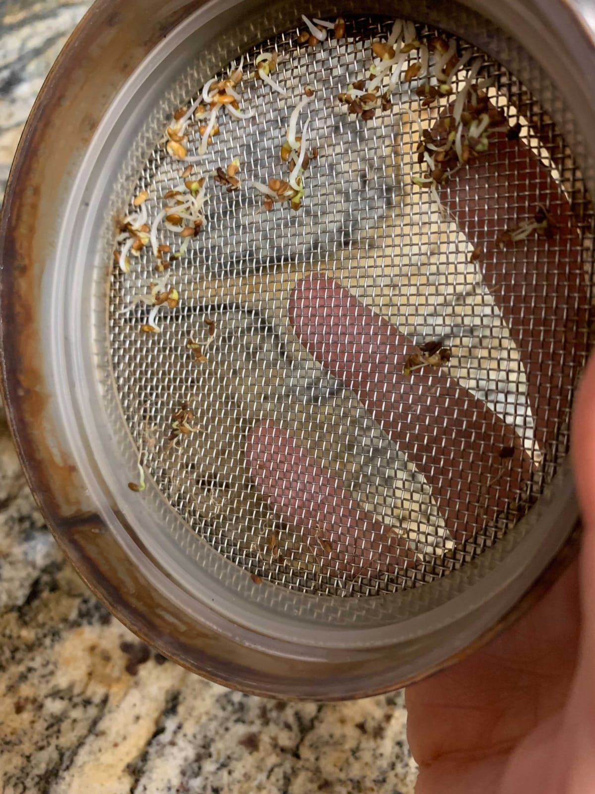 NOW Foods, Sprouting Jar with Stainless Steel Screen, 1 Jar customer photo 1