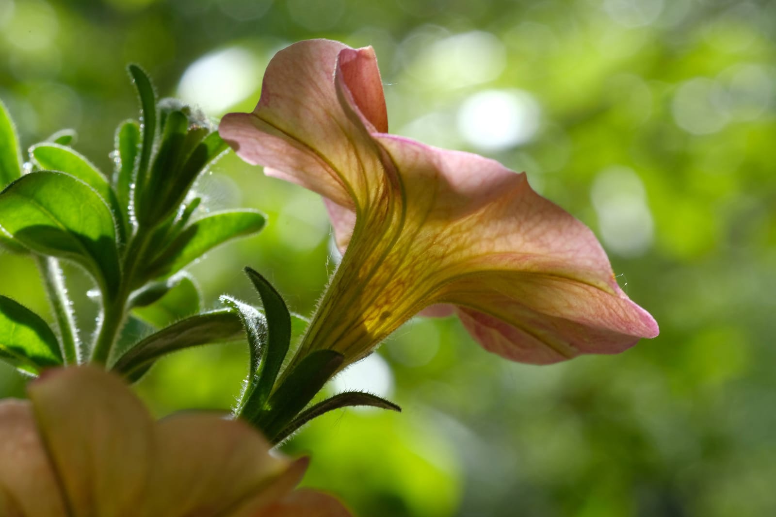 Fujifilm Fujinon XF60mmF2.4 R Macro customer photo 1