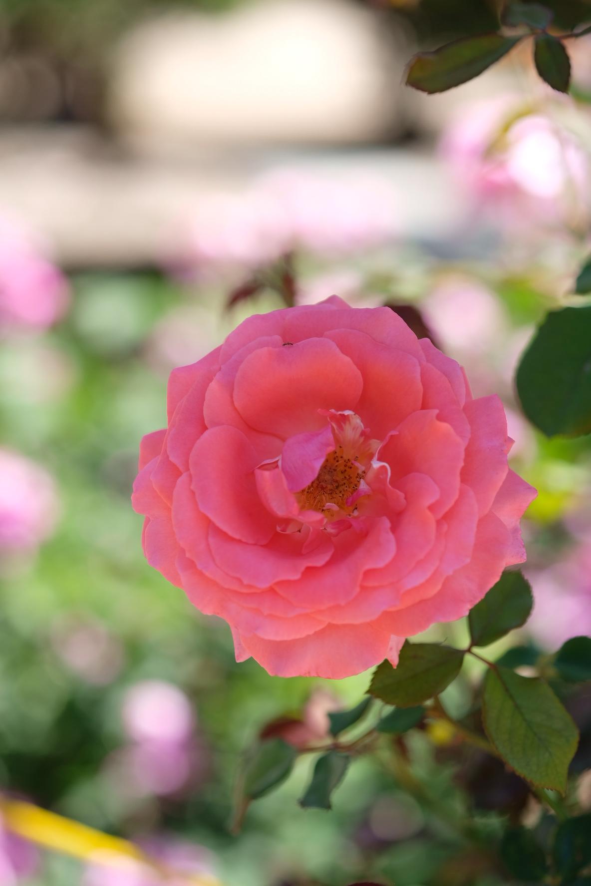 Fujifilm Fujinon XF60mmF2.4 R Macro customer photo 2