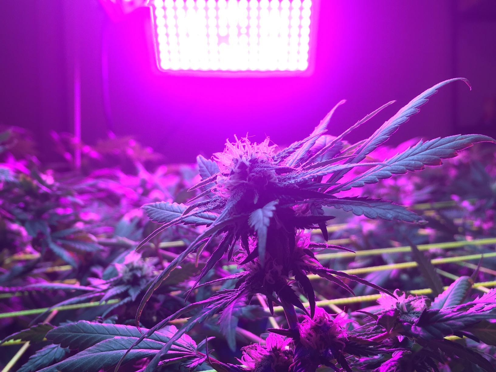 KingLED KING1500 Grow Light for Indoor Plants, Fits 2x4, 3x3 & 3x4 ft Tents customer photo 1