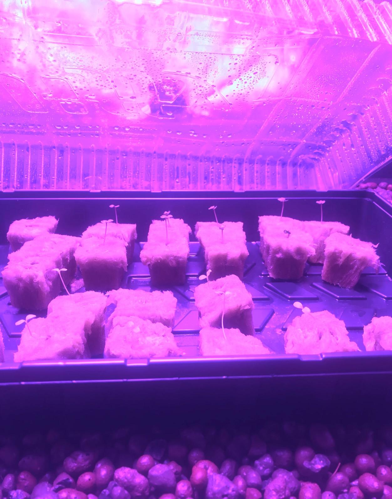 KingLED KING1500 Grow Light for Indoor Plants, Fits 2x4, 3x3 & 3x4 ft Tents customer photo 2