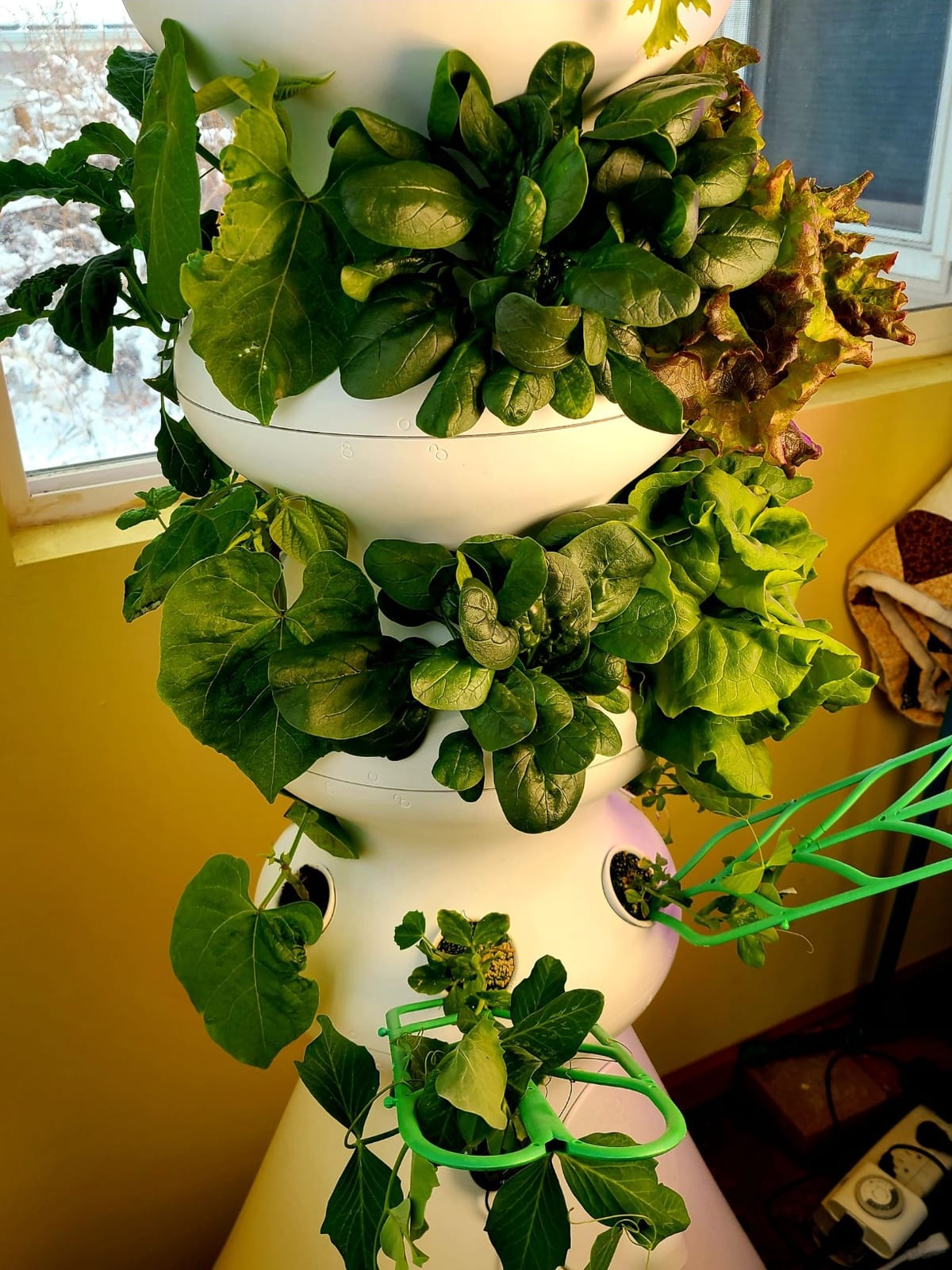 Lettuce Grow Farmstand Hydroponic Growing System, 24-Plant Indoor/Outdoor Vertical Garden, BPA-Free Food Grade, Made in USA customer photo 2