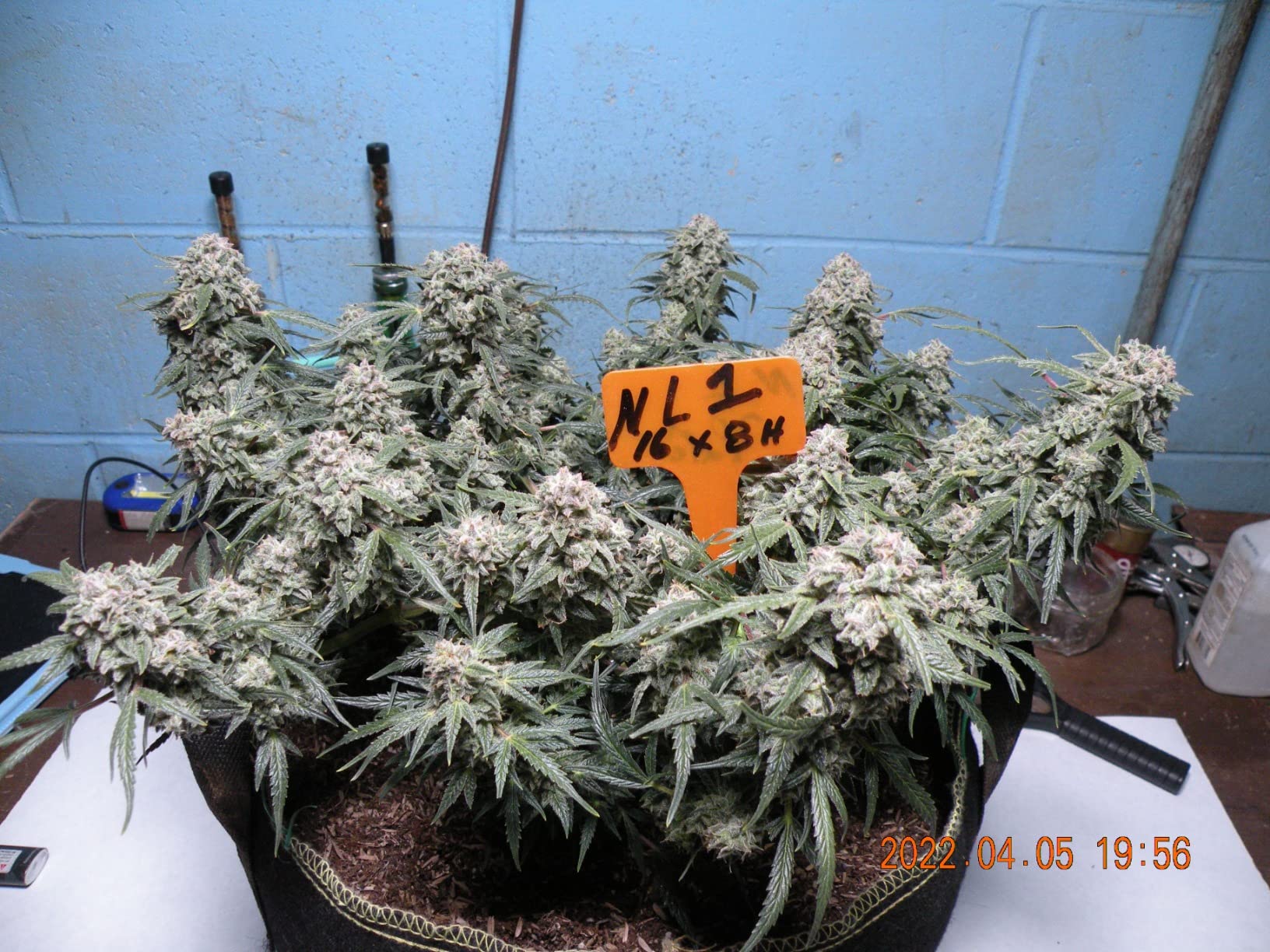 FECiDA Dimmable LED Grow Tent Light for 2x2 ft Coverage customer photo 2