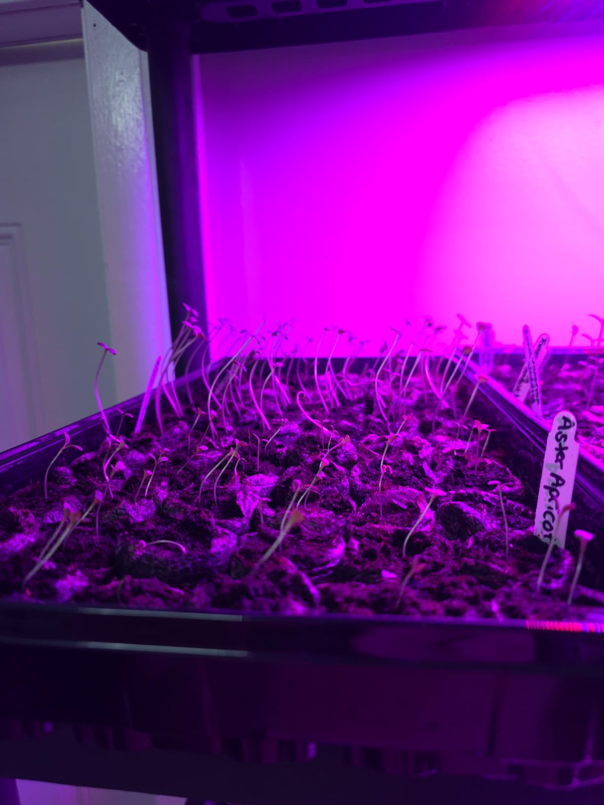 2 Pack LED Grow Light Panel 200W Lamp for Indoor Plants, Sun Like with White Blue Red UV IR LEDs for 4x4ft Coverage Grow Tent Greenhouse Veg and Bloom Seedlings Hydroponics customer photo 1