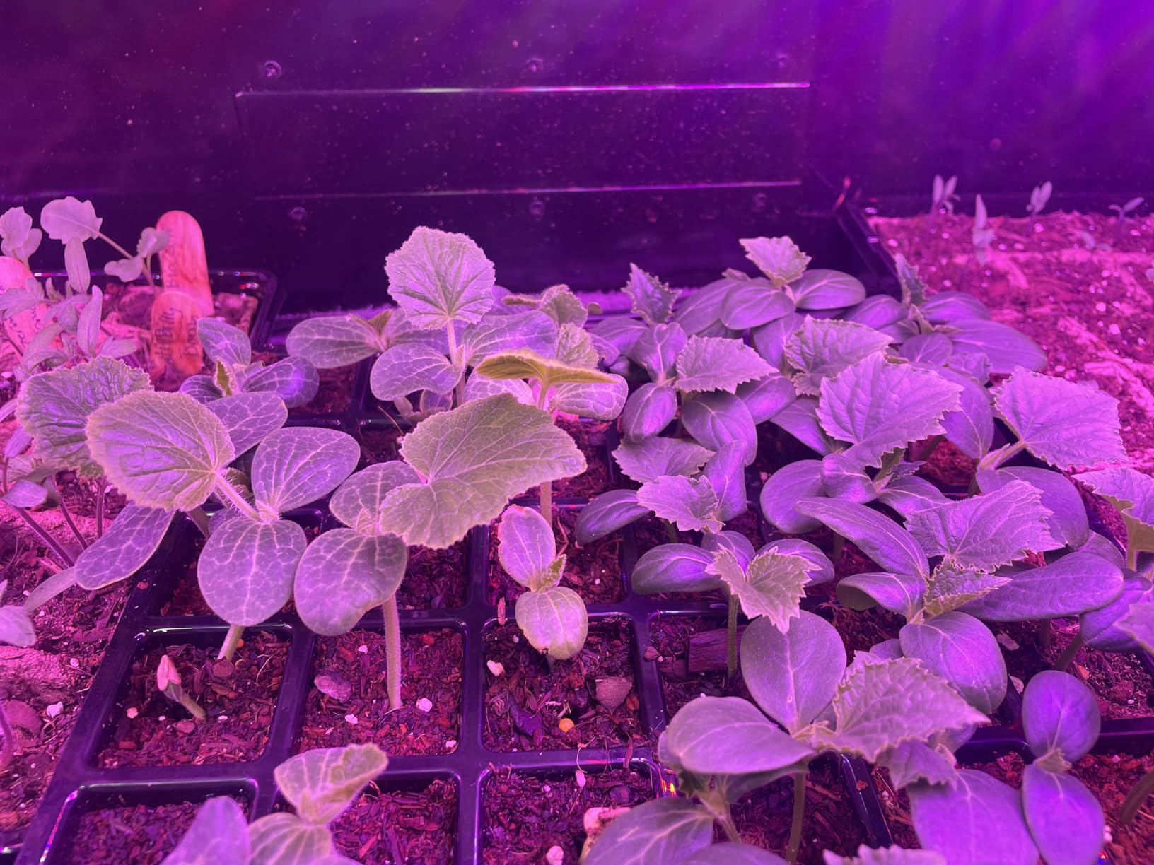 2 Pack LED Grow Light Panel 200W Lamp for Indoor Plants, Sun Like with White Blue Red UV IR LEDs for 4x4ft Coverage Grow Tent Greenhouse Veg and Bloom Seedlings Hydroponics customer photo 2