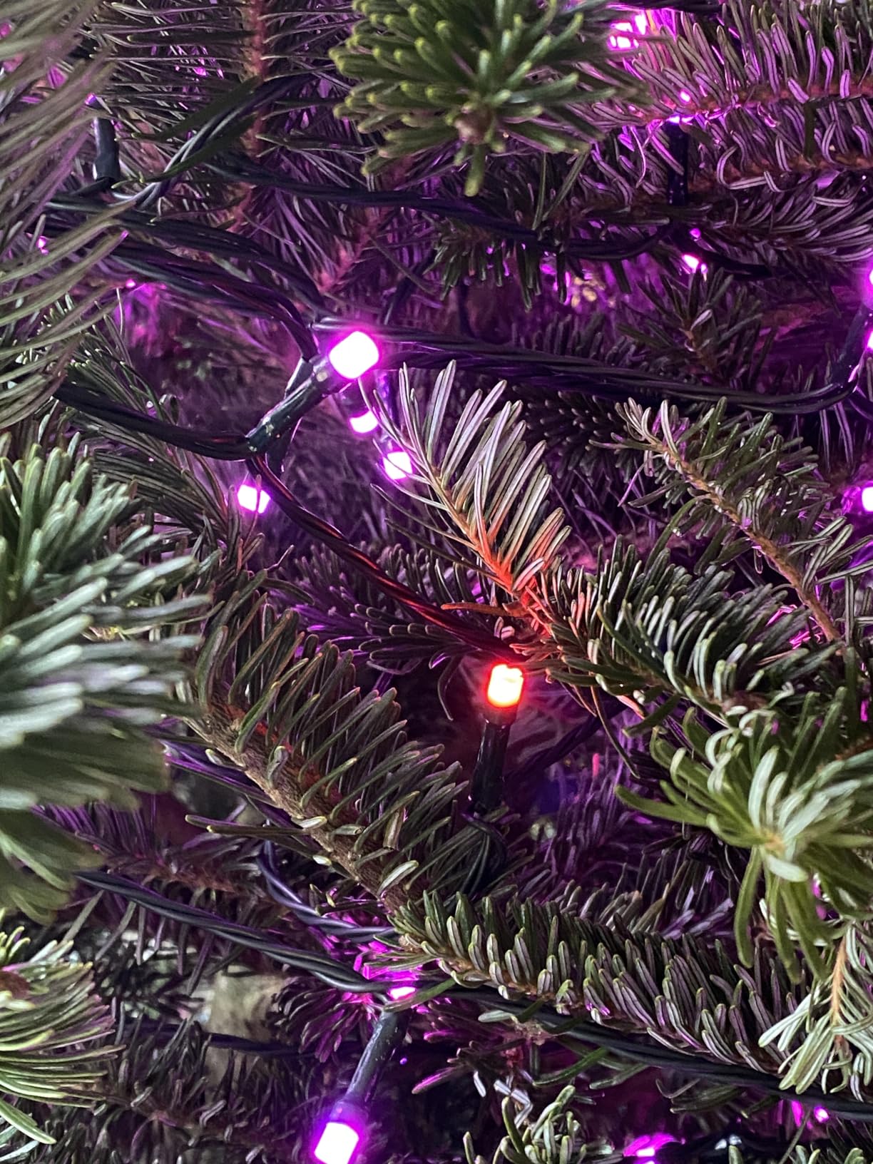 DAZZLE BRIGHT Halloween 300 LED String Lights, 100FT String Lights with 8 Lighting Modes, Halloween Decorations for Party Carnival Supplies, Outdoor Yard Garden Decor (Purple & Orange) customer photo 2