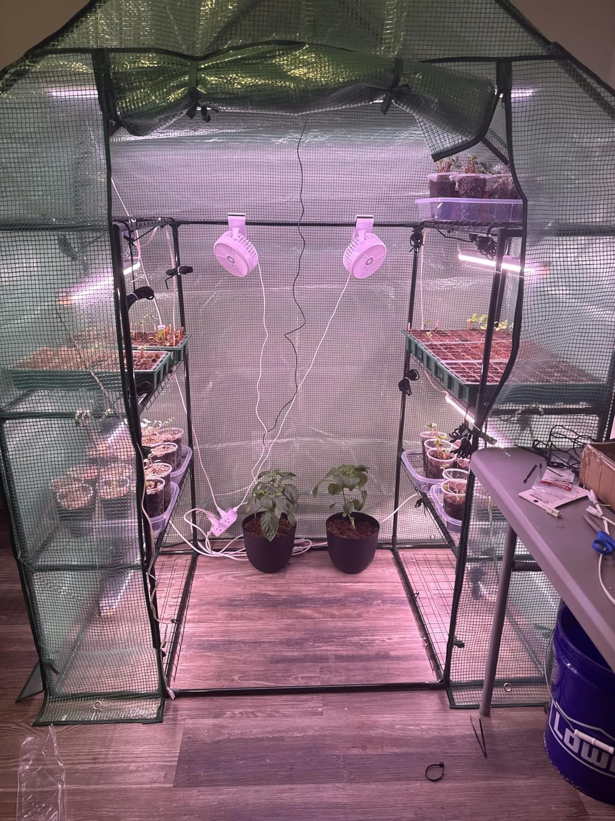 Grow Light, 2ft T8,100W(4 x 25W, 600W Equivalent), Super Bright, Full Spectrum Sunlight Plant Light, LED Grow Light Strips, Grow Lights for Indoor Plants,Greenhouse,4-Pack customer photo 2