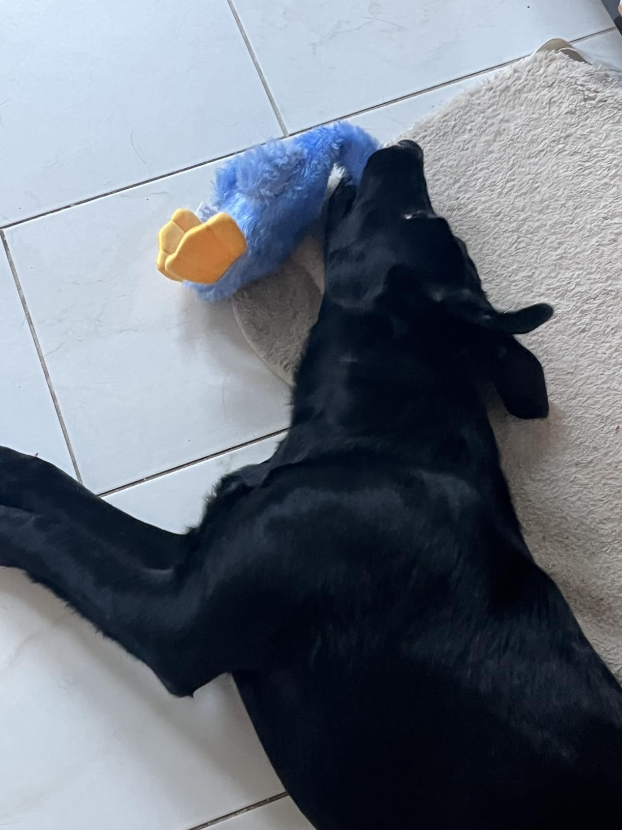 Best Pet Supplies Interactive Squeaky Dog Toy - Crinkle Duck, Blue customer photo 2