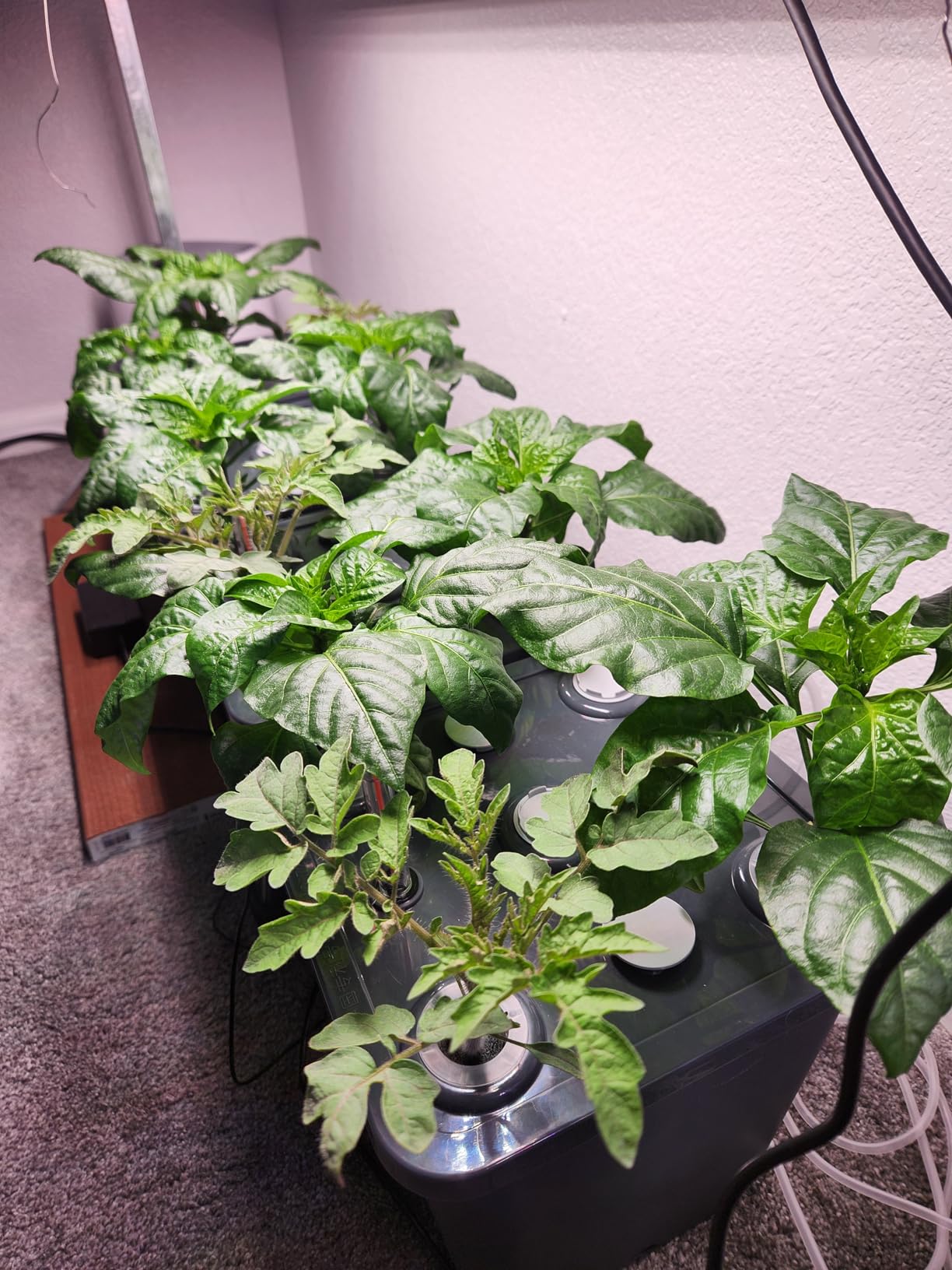 2 Hydroponic Buckets Kit for Plants, Hydroponics Growing System for Herbs/Tomato/Vegetables, DWC System with Air Pump & Germination Tray (Complete Indoor Hydroponic Gardening Supplies) customer photo 2
