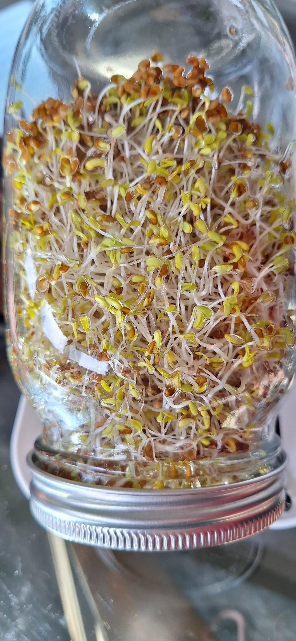 Lulonpon 2pcs Sprouts Growing Jar Kit, Wide Mouth Quart Mason Jars with Stainless Steel Screen Sprout Lids, 86mm,1000ml,Stand,Tray and Canning Brush,Seed Sprouter Set for Broccoli, Alfalfa, Mung Bean customer photo 1