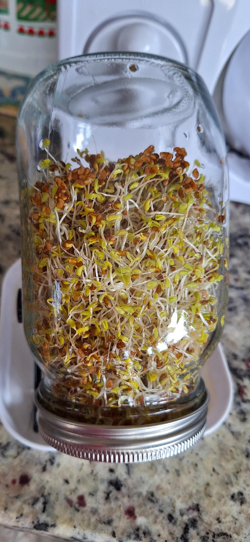 Lulonpon 2pcs Sprouts Growing Jar Kit, Wide Mouth Quart Mason Jars with Stainless Steel Screen Sprout Lids, 86mm,1000ml,Stand,Tray and Canning Brush,Seed Sprouter Set for Broccoli, Alfalfa, Mung Bean customer photo 2