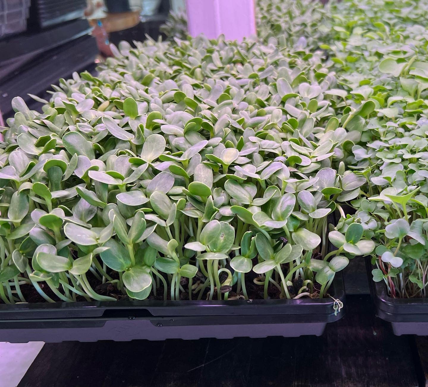 Barrina T5 Grow Light, 5000K White Full Spectrum LED Grow Light 2ft, 8 Pack customer photo 1