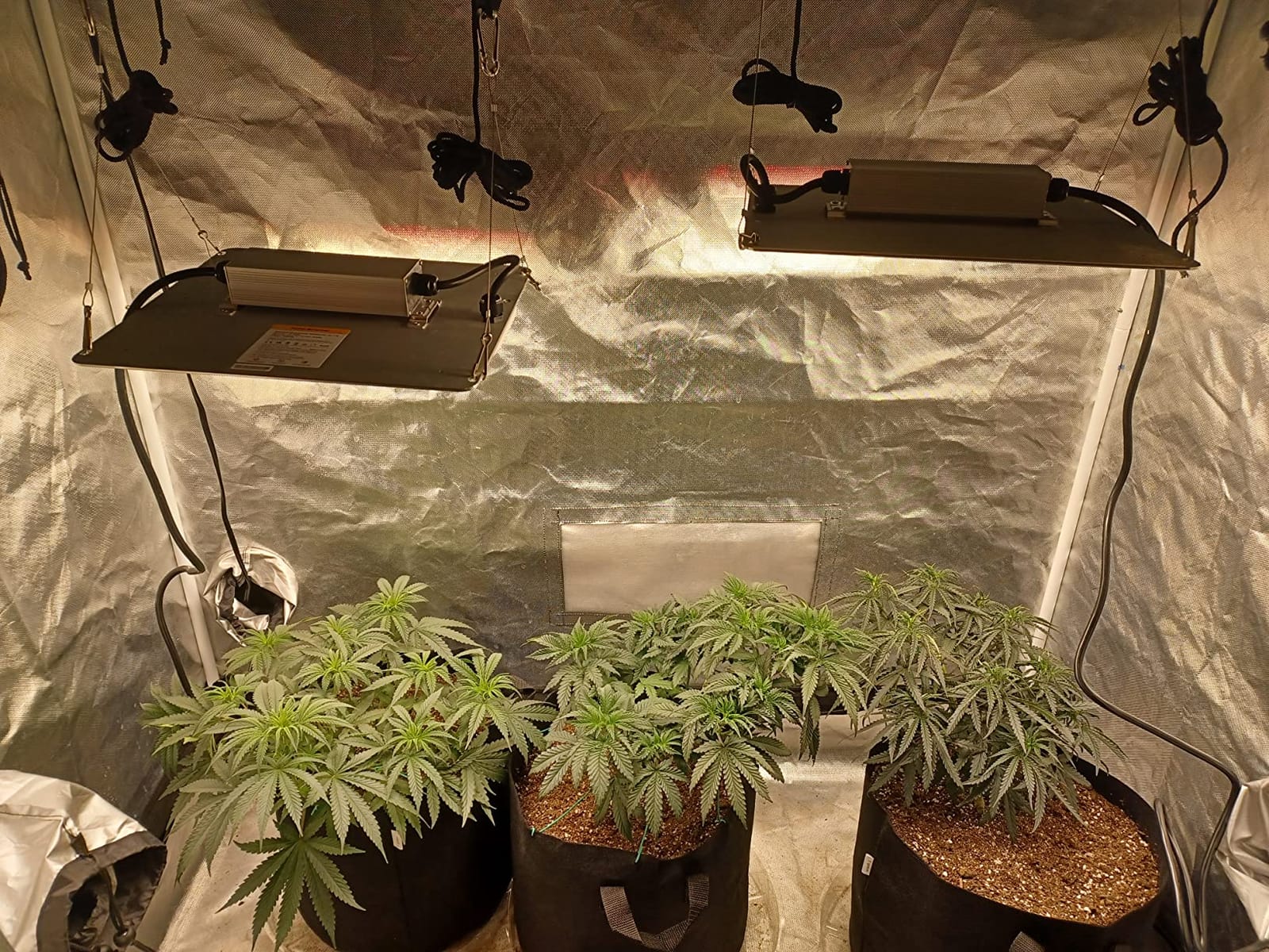 Spider Farmer SF1000D 2 Pack LED Grow Light Dimmable Full Spectrum 2x4 Tent customer photo 1