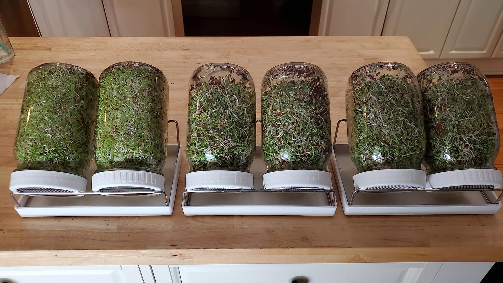 Complete Sprouting Jar Kit| 2 Wide Mouth Mason Jars, 316 Screen Sprout Lids, Blackout Sleeves, Tray, Stand| Sprouter Set for Growing Broccoli, Alfalfa and More-Seeds not Included customer photo 2