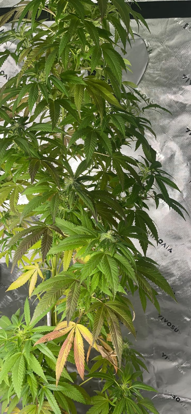 VIVOSUN Smart Grow Tent Kit 4x4, 4-Plant WiFi-Integrated Grow System customer photo 2