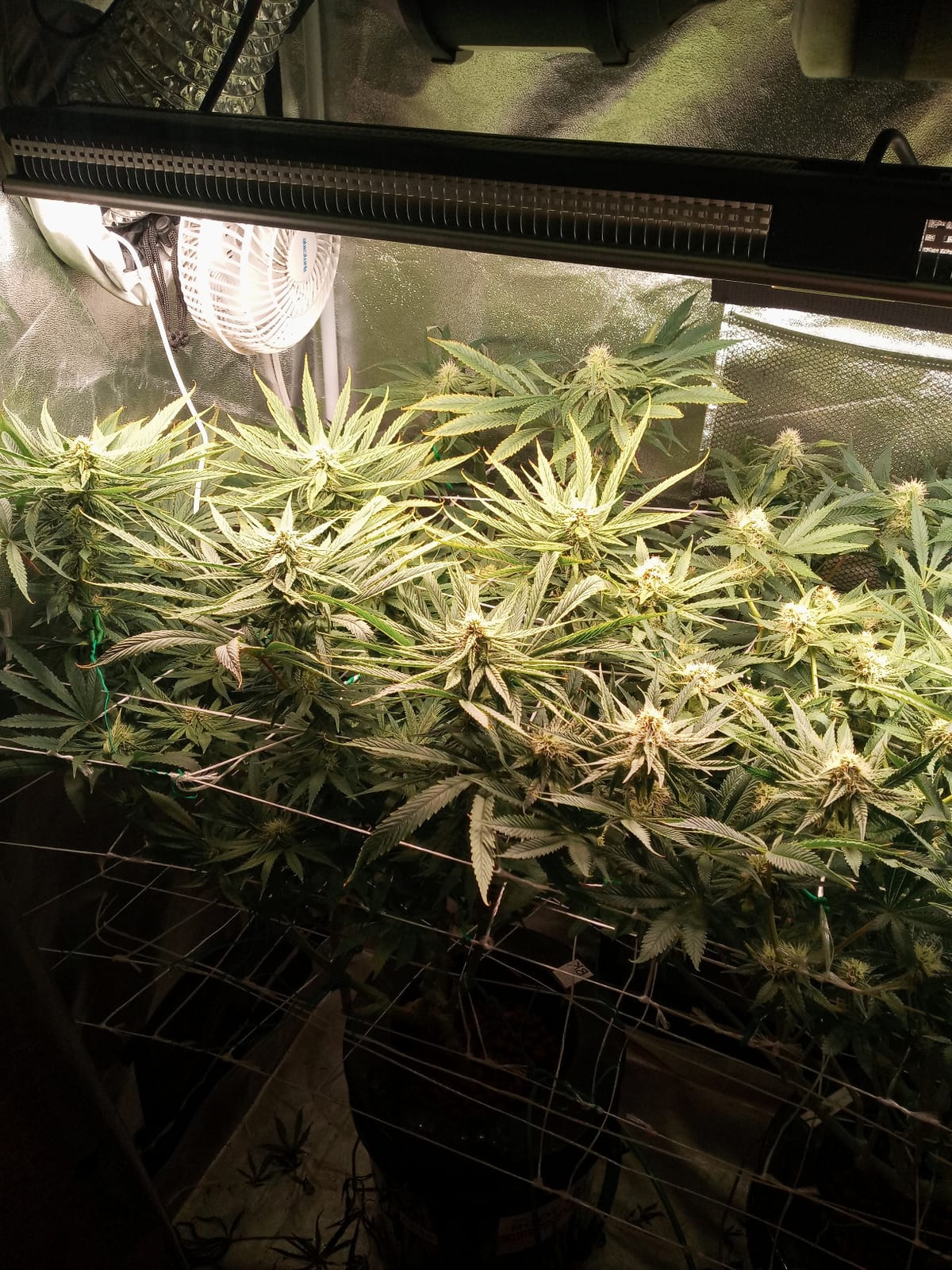 MARS HYDRO SP3000 Grow Light Dimmable Full Spectrum 2x4 customer photo 1