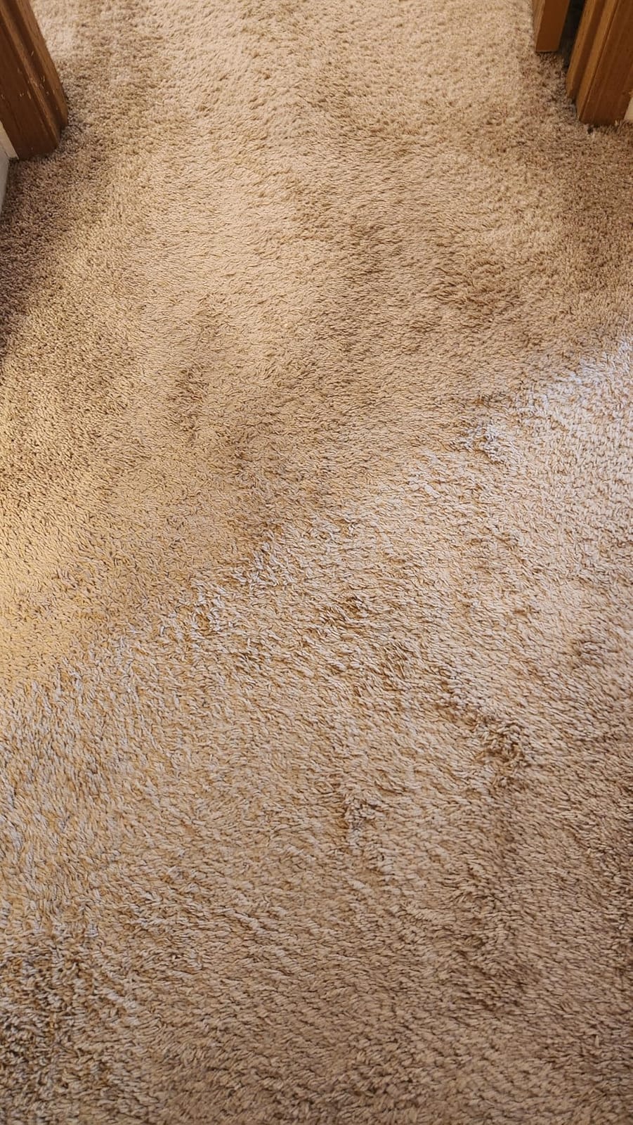 Shark CarpetXpert EX151 customer photo 2