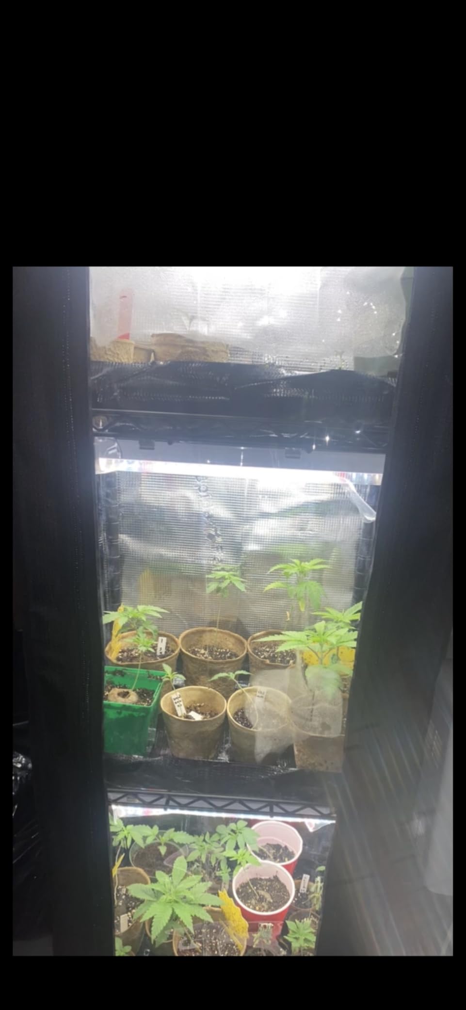 Spider Farmer 4 Tier Mini Greenhouse Plant Shelf with Grow Lights Indoor customer photo 1