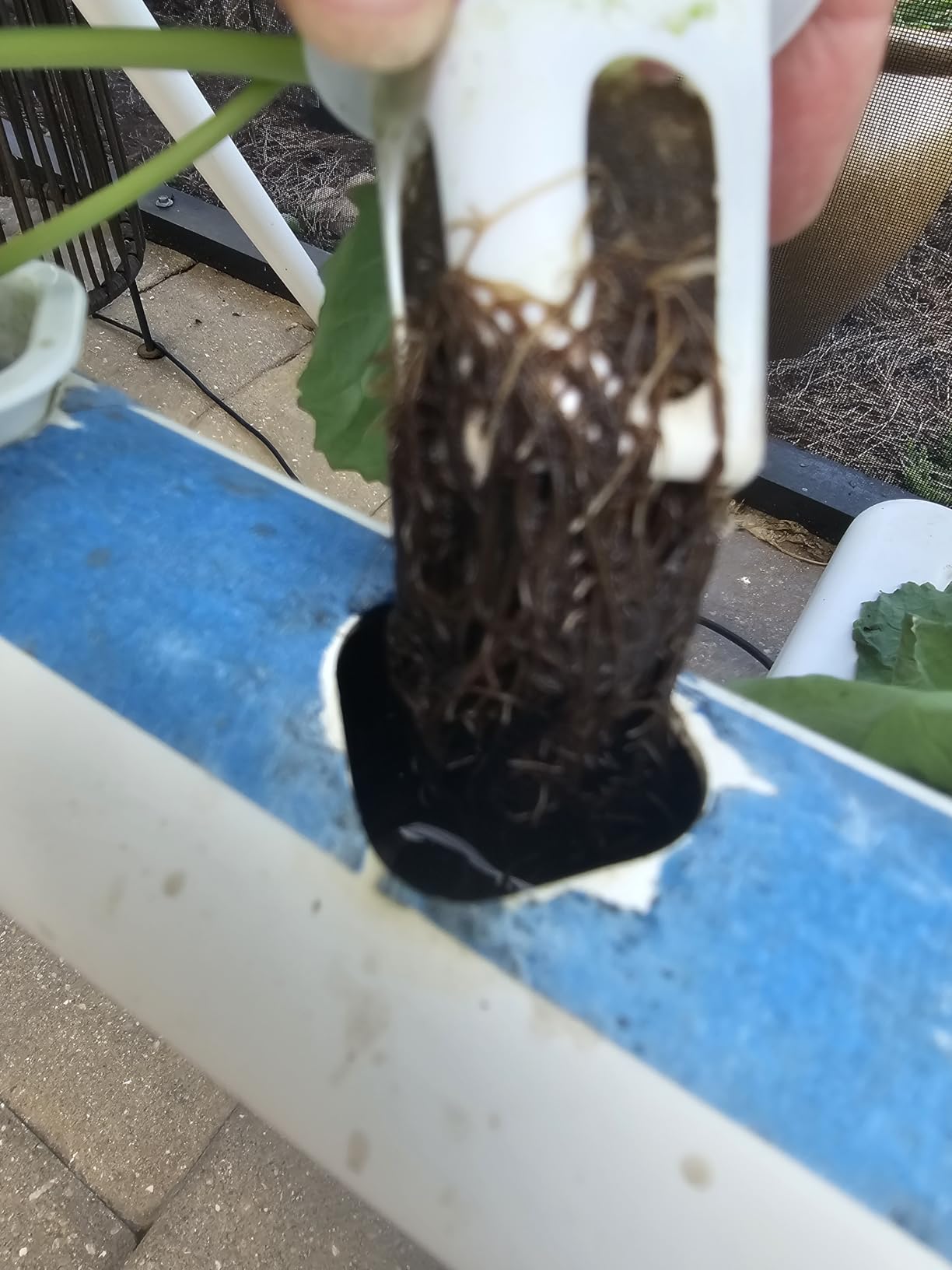 Farmer's Secret Hydroponic Booster Fertilizer - Super Concentrated 4-11-8 Formula - Use with Any Hydroponic or Aeroponic System - Great for Herbs, Veggies, Fruits, and More (32oz) customer photo 2