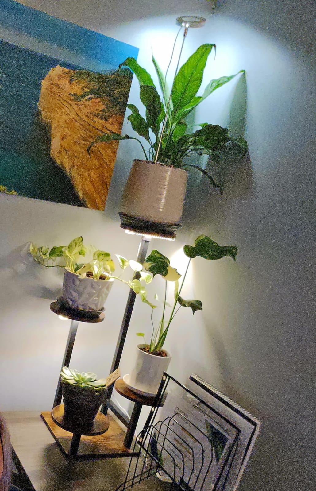 Homsorout Plant Stand Indoor with Grow Light,4-Tiered Tall Plant Stand Indoor, Metal Plant Shelf with Adjustable Light, Ideal for Living Room, Garden, Patio (Black Brown) customer photo 1